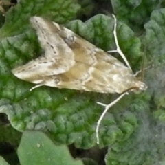 Hellula hydralis (Cabbage Centre Moth) at Molonglo Valley, ACT - 9 Jan 2019 by JohnBundock