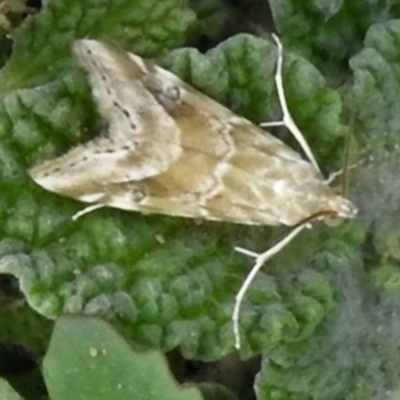 Hellula hydralis (Cabbage Centre Moth) at Molonglo Valley, ACT - 9 Jan 2019 by JohnBundock