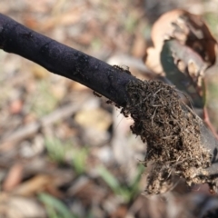 Papyrius nitidus (Shining Coconut Ant) at Hughes, ACT - 9 Jan 2019 by JackyF