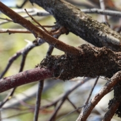 Papyrius nitidus (Shining Coconut Ant) at Hughes, ACT - 9 Jan 2019 by JackyF