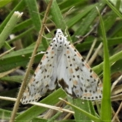 Utetheisa pulchelloides (Heliotrope Moth) at Molonglo Valley, ACT - 9 Jan 2019 by JohnBundock