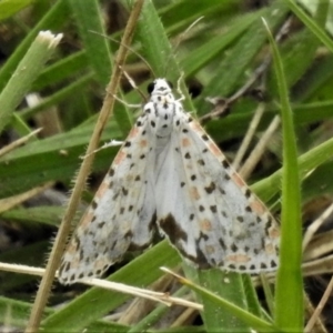 Utetheisa pulchelloides at Molonglo Valley, ACT - 10 Jan 2019