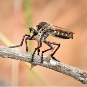 Chrysopogon muelleri at Molonglo Valley, ACT - 10 Jan 2019