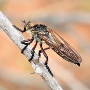 Chrysopogon muelleri at Molonglo Valley, ACT - 10 Jan 2019