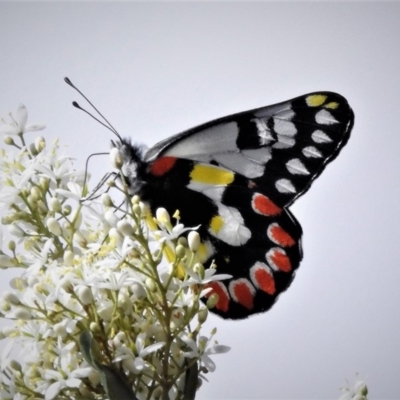 Delias aganippe (Spotted Jezebel) at Molonglo Valley, ACT - 10 Jan 2019 by JohnBundock