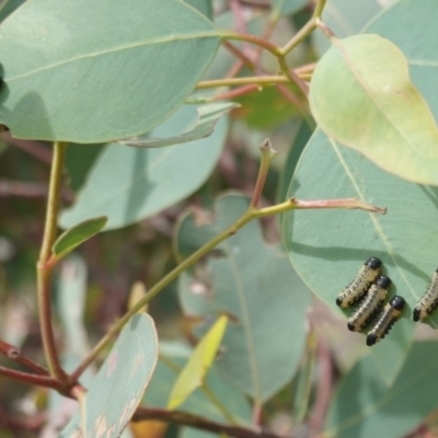 Paropsis atomaria (Eucalyptus leaf beetle) at Mount Mugga Mugga - 10 Jan 2019 by JackyF