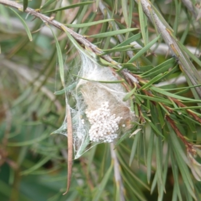 Unverified Spider (Araneae) at Symonston, ACT - 10 Jan 2019 by JackyF
