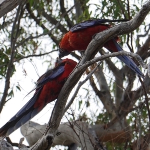 Platycercus elegans at Hughes, ACT - 7 Jan 2019