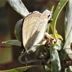 Jalmenus icilius (Amethyst Hairstreak) at Molonglo Valley, ACT - 10 Jan 2019 by JohnBundock