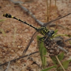 Austrogomphus australis (Inland Hunter) at Molonglo Valley, ACT - 10 Jan 2019 by JohnBundock