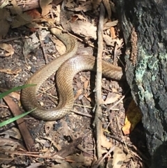 Pseudonaja textilis (Eastern Brown Snake) at Paddys River, ACT - 10 Jan 2019 by KL