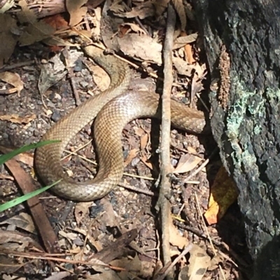 Pseudonaja textilis (Eastern Brown Snake) at Paddys River, ACT - 10 Jan 2019 by KL