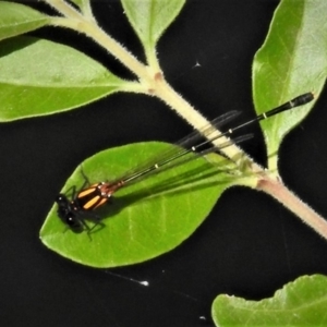 Nososticta solida at Molonglo River Reserve - 10 Jan 2019 12:54 PM