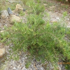 Lomatia myricoides (River Lomatia) at Molonglo Valley, ACT - 9 Jan 2019 by AndyRussell