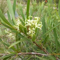 Lomatia myricoides at Molonglo Valley, ACT - 10 Jan 2019