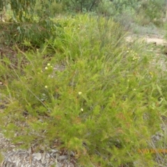 Callistemon sieberi (River Bottlebrush) at Molonglo Valley, ACT - 9 Jan 2019 by AndyRussell