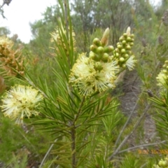 Callistemon sieberi at Molonglo Valley, ACT - 10 Jan 2019 09:52 AM