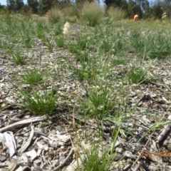 Rytidosperma bipartitum (Wallaby Grass) at Sth Tablelands Ecosystem Park - 19 Dec 2018 by AndyRussell