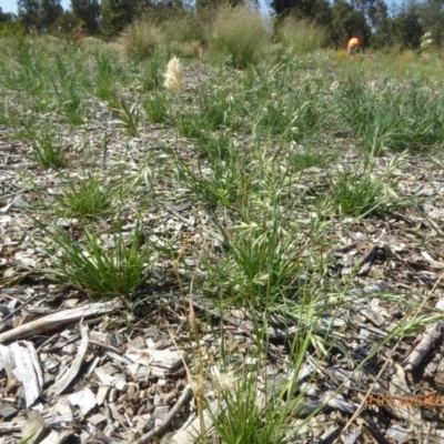 Rytidosperma bipartitum (Wallaby Grass) at Sth Tablelands Ecosystem Park - 19 Dec 2018 by AndyRussell