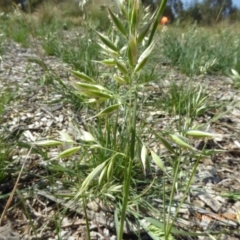 Rytidosperma bipartitum at Molonglo Valley, ACT - 20 Dec 2018