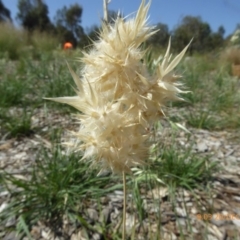 Rytidosperma bipartitum at Molonglo Valley, ACT - 20 Dec 2018