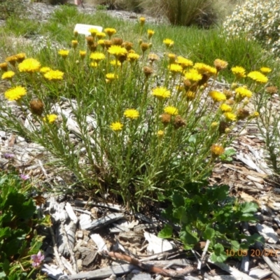 Rutidosis leptorhynchoides (Button Wrinklewort) at Molonglo Valley, ACT - 19 Dec 2018 by AndyRussell