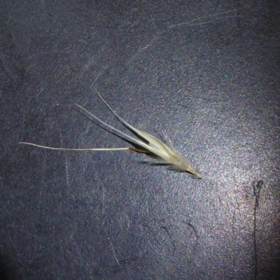 Rytidosperma caespitosum (Ringed Wallaby Grass) at Sth Tablelands Ecosystem Park - 19 Dec 2018 by AndyRussell