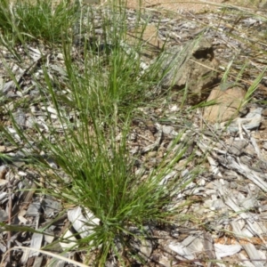 Rytidosperma caespitosum at Molonglo Valley, ACT - 20 Dec 2018