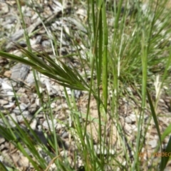 Rytidosperma caespitosum at Molonglo Valley, ACT - 20 Dec 2018