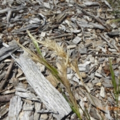 Rytidosperma caespitosum at Molonglo Valley, ACT - 20 Dec 2018 10:12 AM