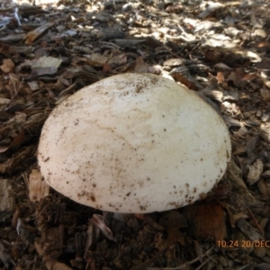 zz agaric (stem; gills white/cream) at Molonglo Valley, ACT - 20 Dec 2018