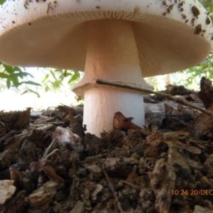 zz agaric (stem; gills white/cream) at Molonglo Valley, ACT - 20 Dec 2018