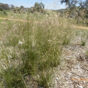 Austrostipa bigeniculata at Molonglo Valley, ACT - 20 Dec 2018 10:13 AM