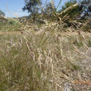 Austrostipa bigeniculata at Molonglo Valley, ACT - 20 Dec 2018 10:13 AM