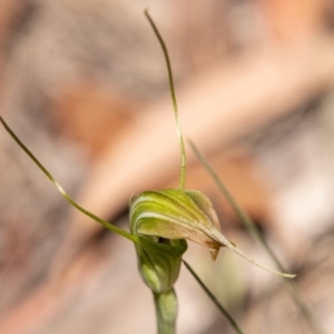 Diplodium decurvum at Booth, ACT - suppressed