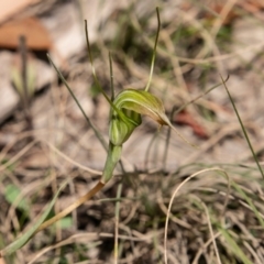 Diplodium decurvum at Booth, ACT - suppressed