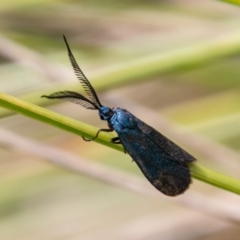 Myrtartona coronias (A Forester moth (Procidinae)) at Booth, ACT - 10 Jan 2019 by SWishart