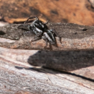 Jotus sp. (genus) at Mount Clear, ACT - 10 Jan 2019 12:56 PM