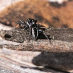 Jotus sp. (genus) at Mount Clear, ACT - 10 Jan 2019