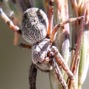 Araneinae (subfamily) at Mount Clear, ACT - 10 Jan 2019