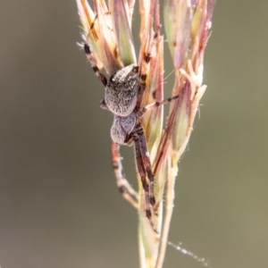 Araneinae (subfamily) at Mount Clear, ACT - 10 Jan 2019