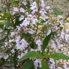 Prostanthera lasianthos (Victorian Christmas Bush) at National Arboretum Forests - 30 Nov 2018 by AndyRussell