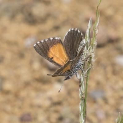 Lucia limbaria (Chequered Copper) at Dunlop, ACT - 6 Jan 2019 by Alison Milton