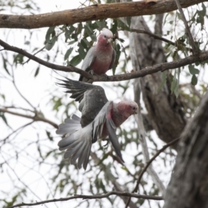 Eolophus roseicapilla at Dunlop, ACT - 10 Jan 2019