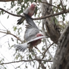 Eolophus roseicapilla at Dunlop, ACT - 10 Jan 2019