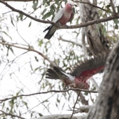 Eolophus roseicapilla at Dunlop, ACT - 10 Jan 2019