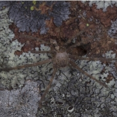 Neosparassus calligaster at Dunlop, ACT - 10 Jan 2019