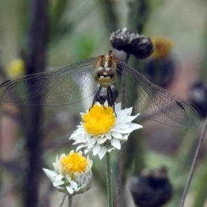 Diplacodes bipunctata at Acton, ACT - 10 Jan 2019 11:38 AM