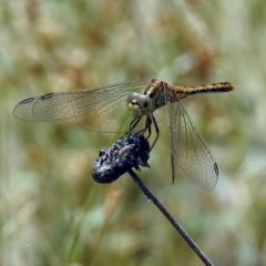 Diplacodes bipunctata at Acton, ACT - 10 Jan 2019 11:38 AM