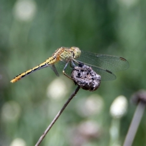 Diplacodes bipunctata at Acton, ACT - 10 Jan 2019